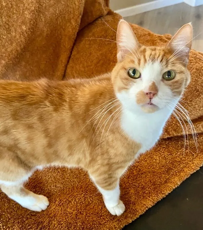 Ollie Bonded With Misty