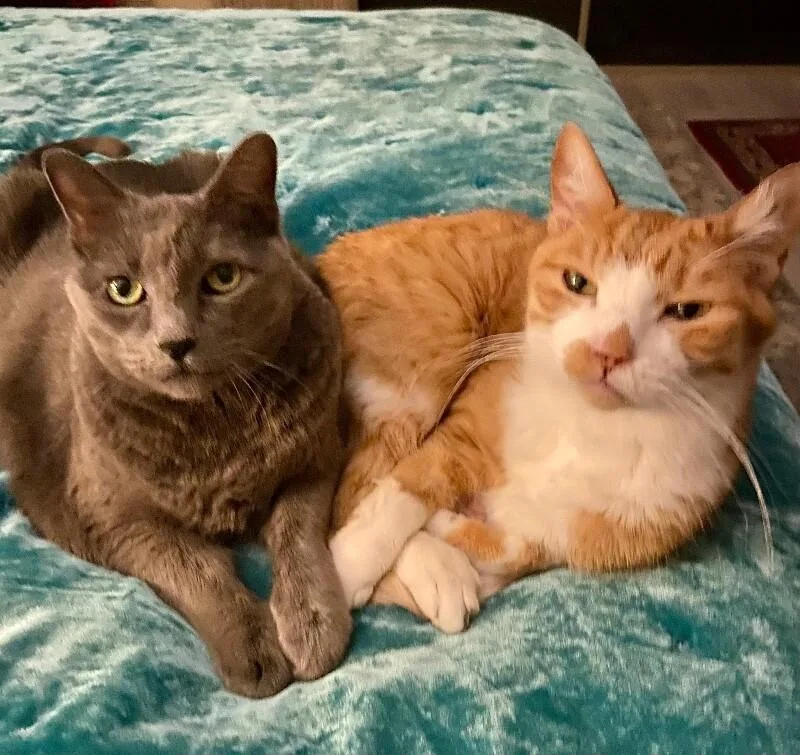 Ollie Bonded With Misty thumbnail 2