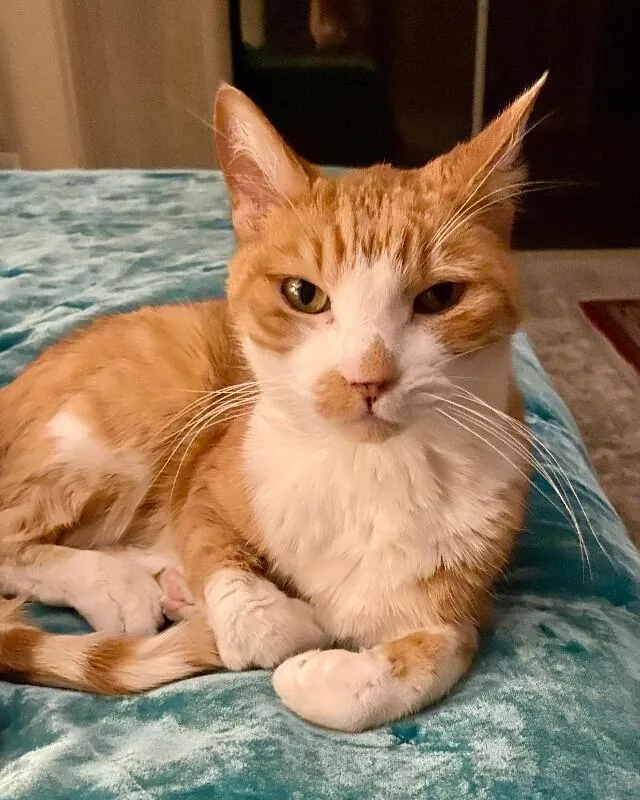 Ollie Bonded With Misty thumbnail 3