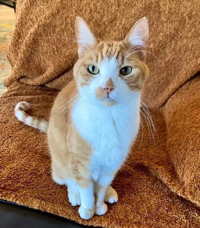 Ollie Bonded With Misty thumbnail 4