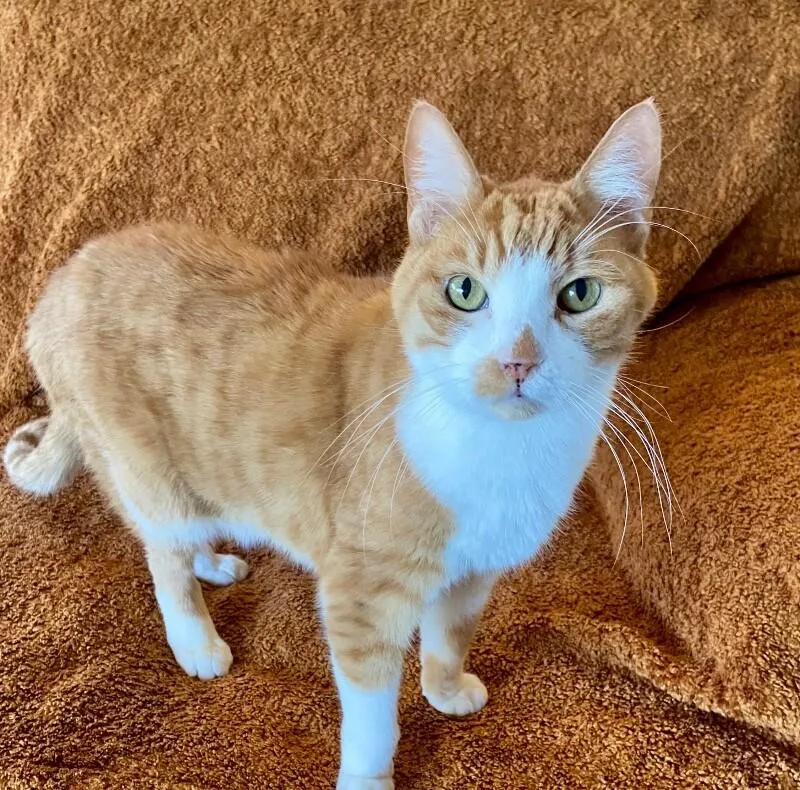 Ollie Bonded With Misty thumbnail 5