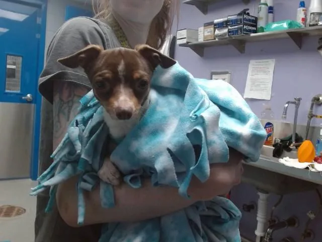 An adult small-sized male Chihuahua dog named Odie for adoption in Albuquerque, NM