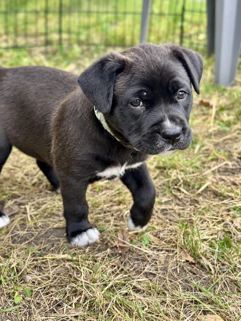 A baby large-sized female Collie dog named Finnick for adoption in Mankato, MN