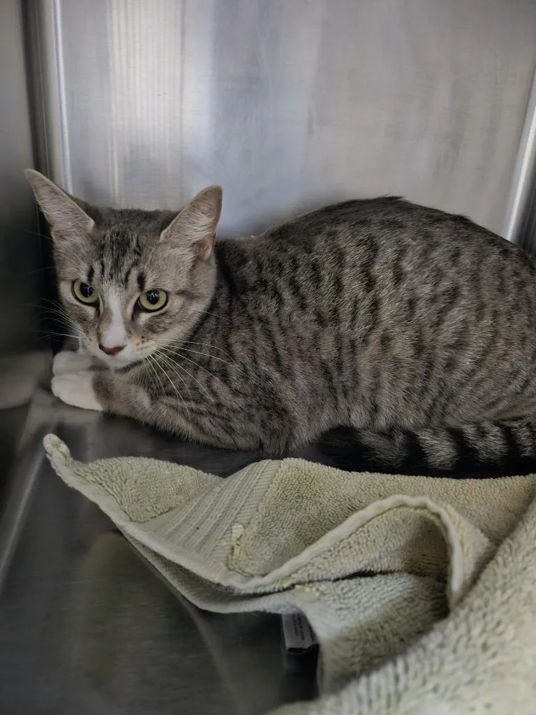 A young small-sized female Domestic Short Hair cat named Varsha for adoption in Coupeville, WA