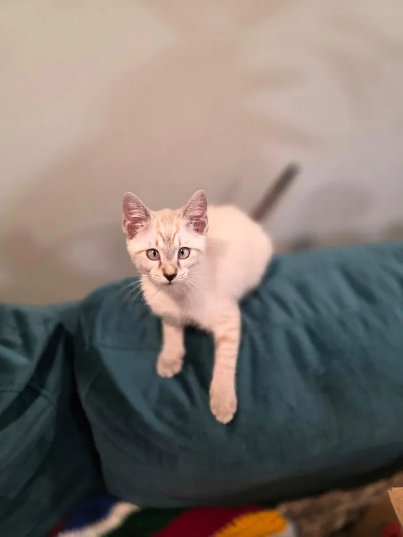 Mira