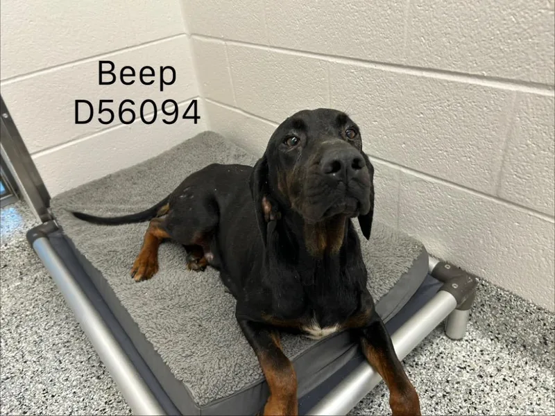 A young medium-sized female Hound dog named Beep for adoption in Clarksville, TN