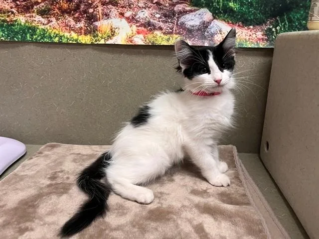 A baby small-sized female Domestic Medium Hair cat named A for adoption in Moreno Valley, CA