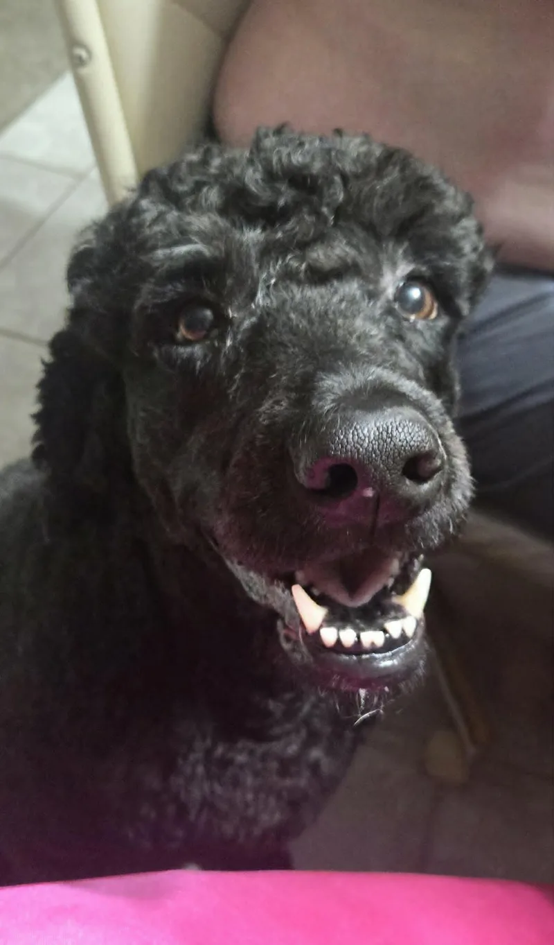An adult large-sized male Poodle dog named Liam for adoption in Navarre, FL