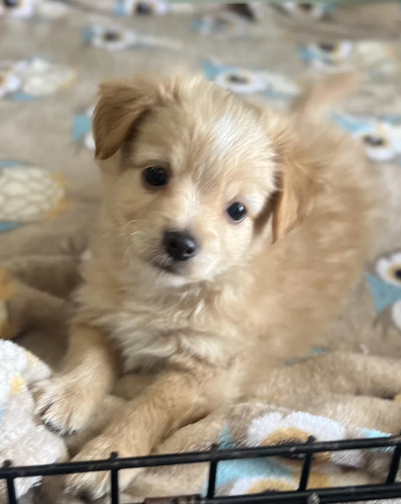 A baby small-sized male Apricot / Beige Pomeranian dog named Mango for adoption in Los Angeles, CA
