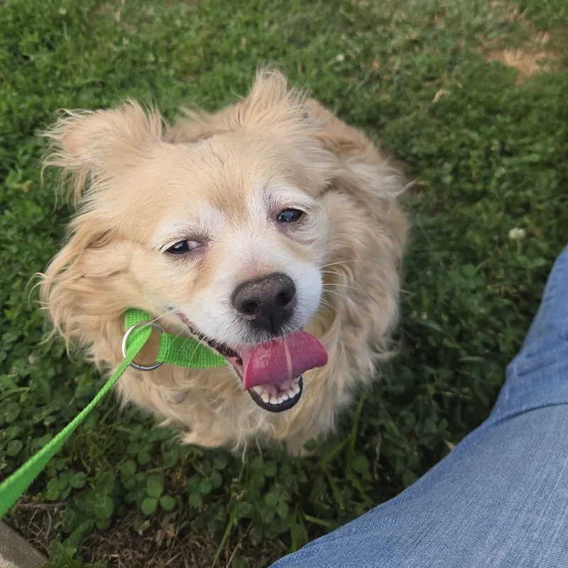 An adult small-sized female Yellow / Tan / Blond / Fawn Shih Tzu dog named Pelusa for adoption in Philadelphia, PA