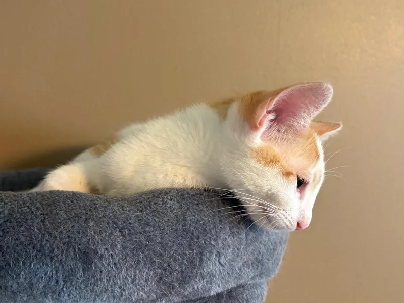A baby small-sized male Domestic Short Hair cat named Drake for adoption in Dallas, TX
