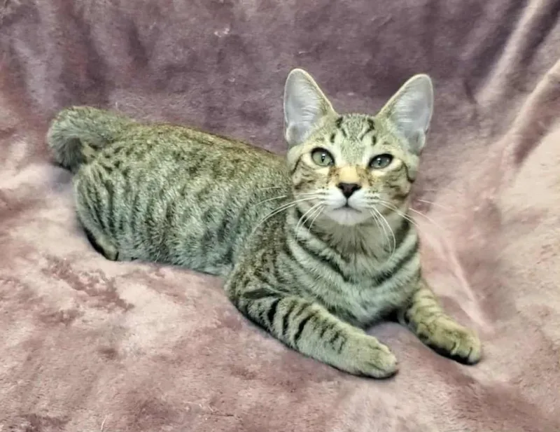 A young small-sized male Domestic Short Hair cat named Mario for adoption in Gorham, ME