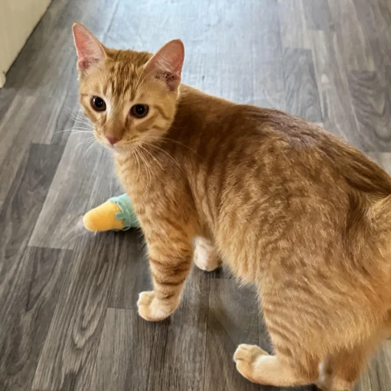 An adult medium-sized male Orange / Red Domestic Short Hair cat named Limburger for adoption in Carencro, LA