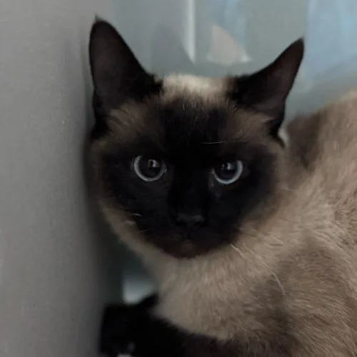 Princess Donut thumbnail 3