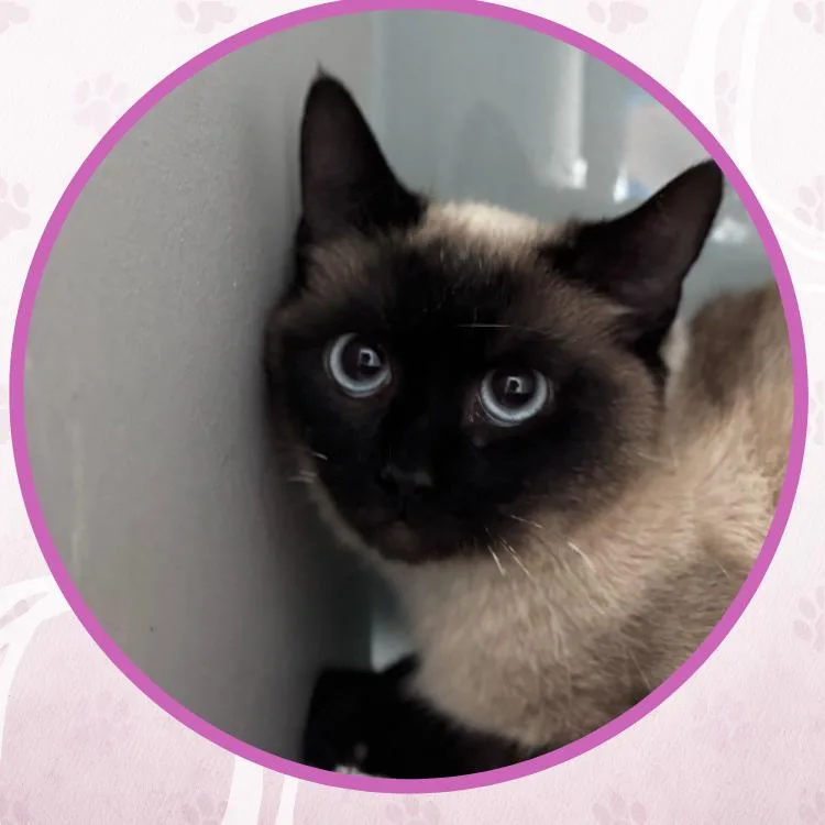 Princess Donut thumbnail 4