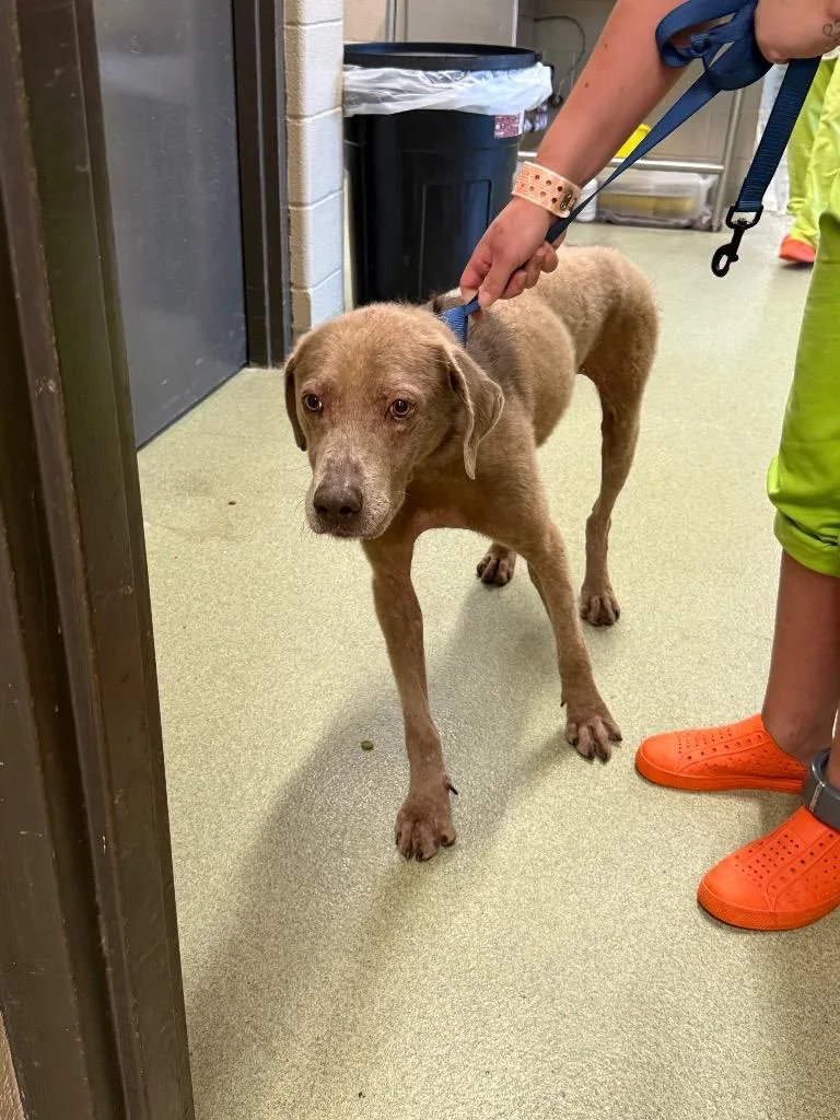 An adult large-sized male Mixed Breed dog named Henry for adoption in Gallatin, TN