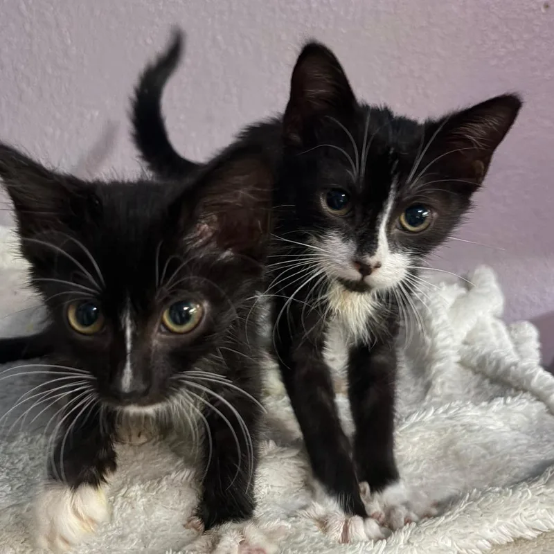 A baby small-sized male Black Domestic Short Hair cat named Mocha for adoption in Pleasanton, CA