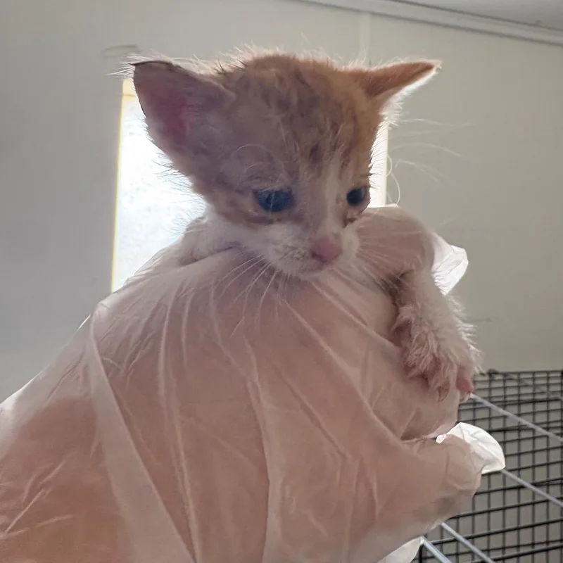 A baby small-sized male Orange / Red Domestic Short Hair cat named Dobby for adoption in Taos, NM