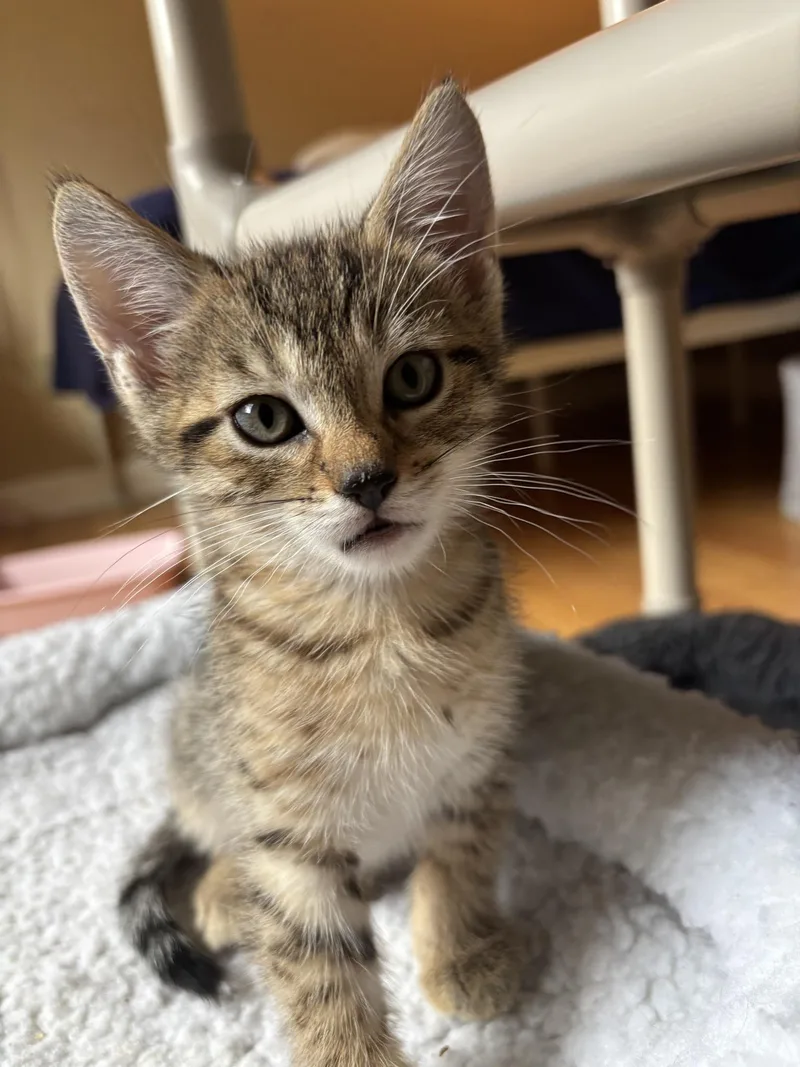 A baby medium-sized male Tabby (Brown / Chocolate) Tabby cat named Xodo for adoption in New Milford, CT