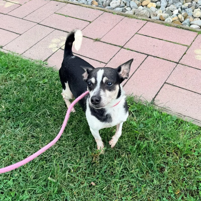 An adult small-sized male Terrier dog named Timon for adoption in Newark, NJ