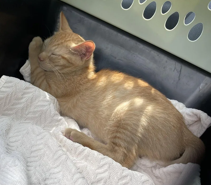 A baby medium-sized male Orange / Red Domestic Short Hair cat named Jax for adoption in Oviedo, FL