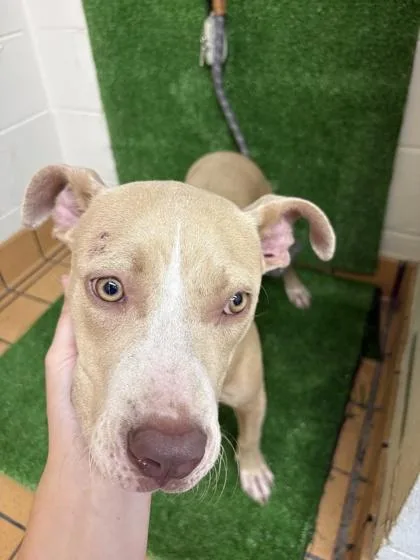 An adult small-sized female Terrier dog named Elle Woods for adoption in Gainesville, FL