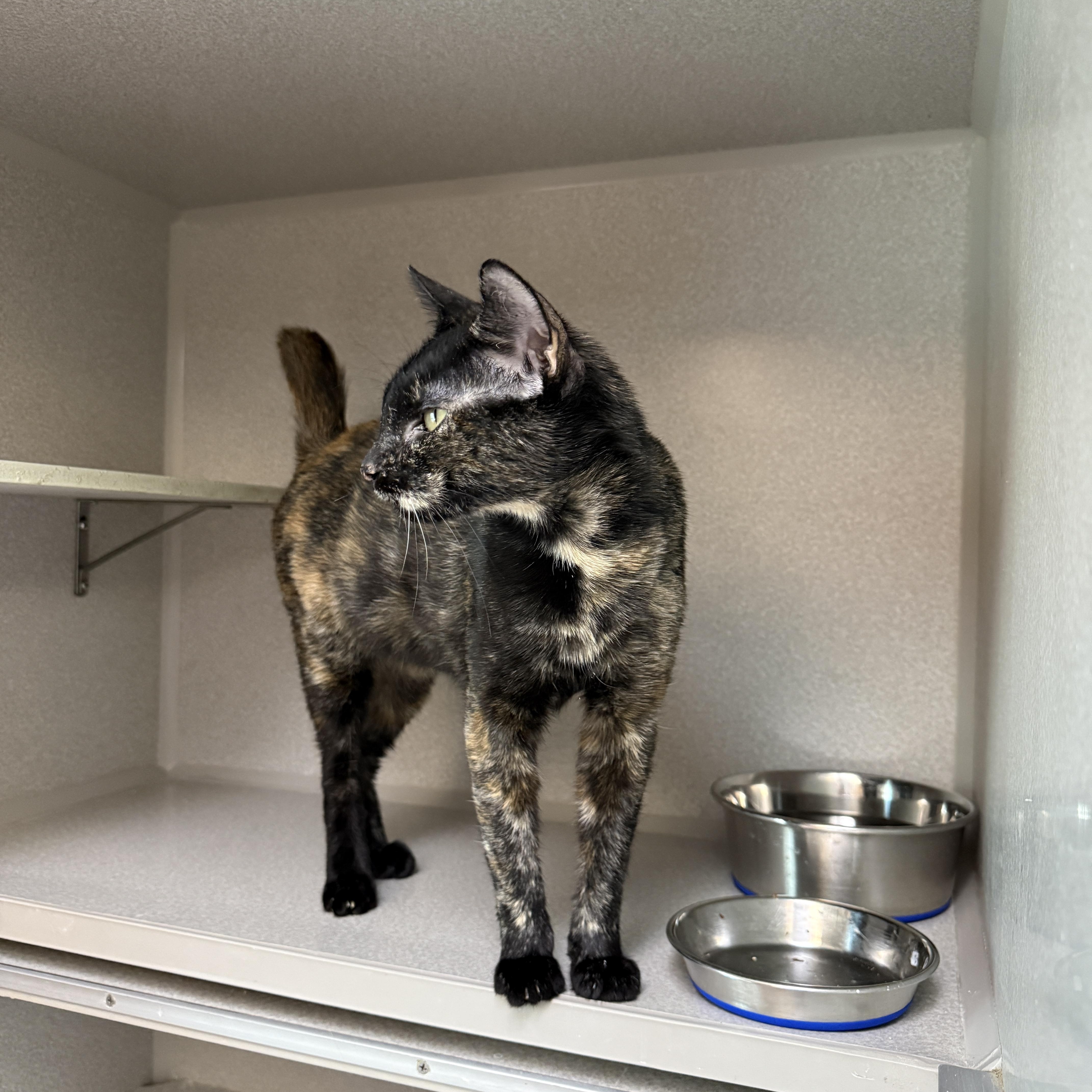 A young medium-sized female Tortoiseshell Domestic Short Hair cat named Gerdy for adoption in Des Moines, IA
