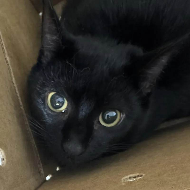 A young medium-sized female Black Domestic Short Hair cat named Minou for adoption in Newark, NJ