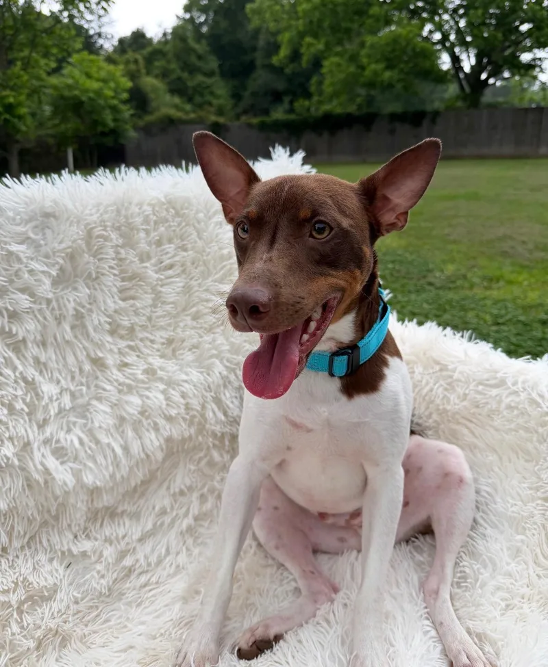 An adult medium-sized male Brown / Chocolate Terrier dog named Axel Rose for adoption in Houston, TX