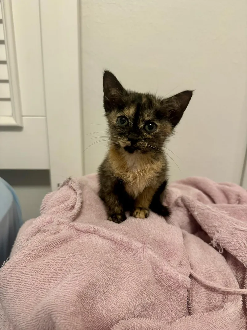 A baby small-sized male Tortoiseshell Siamese cat named Simon & Shelly BONDED for adoption in Boca Raton, FL