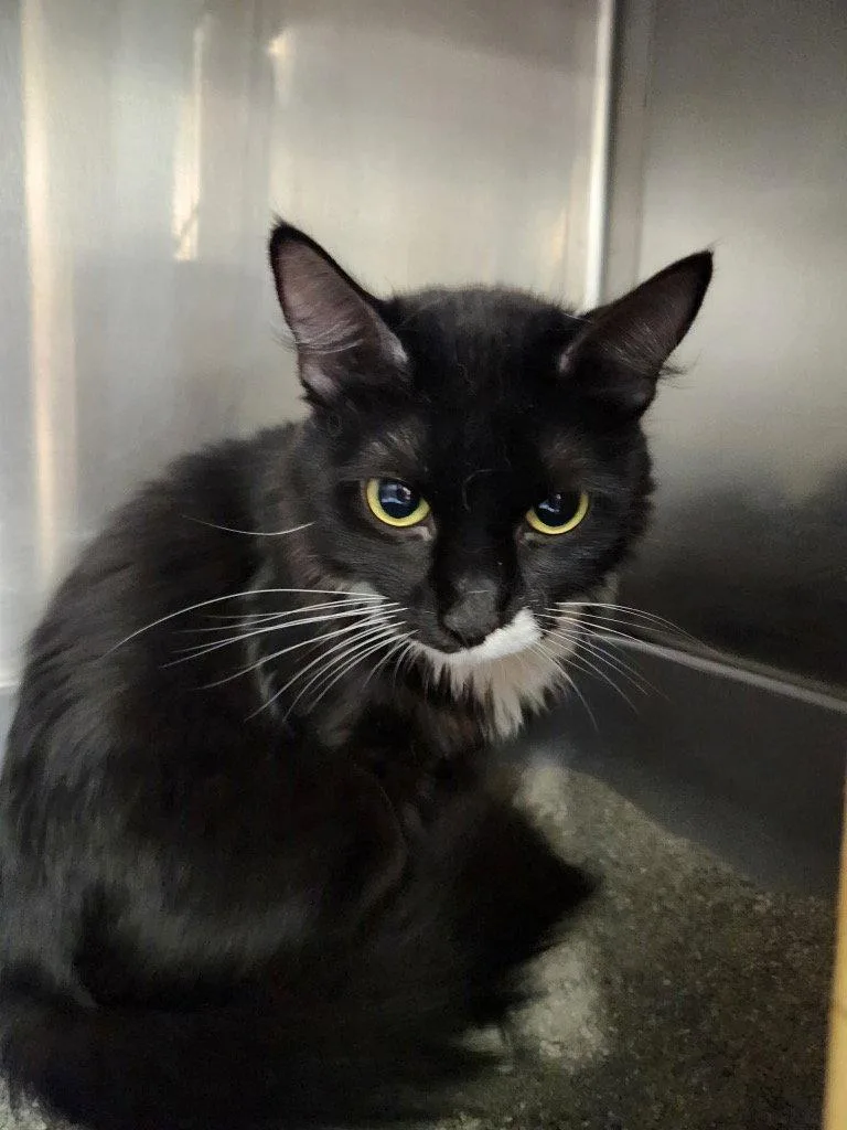 A young medium-sized female Black & White / Tuxedo Domestic Medium Hair cat named Bootsie for adoption in Battle Ground, WA
