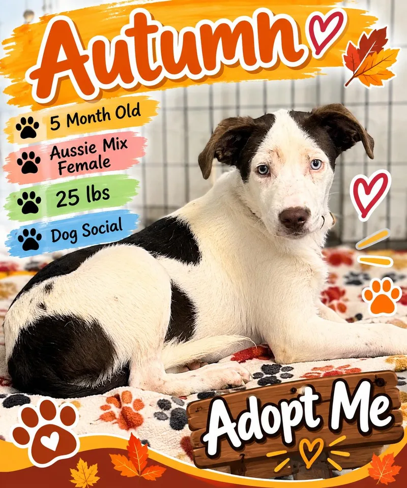 A baby medium-sized female Mixed Breed dog named Autumn for adoption in Rock Hill, NY