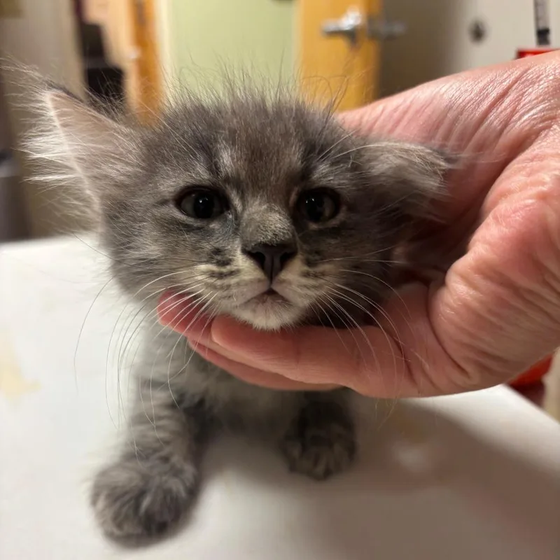 A baby small-sized male Domestic Long Hair cat named Couch Crumb for adoption in Ottawa, KS