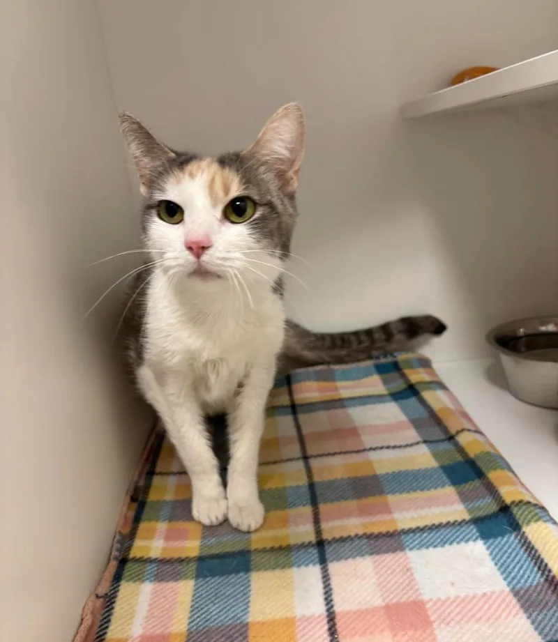 An adult medium-sized female Dilute Calico Domestic Short Hair cat named Callie for adoption in Frankfort, KY