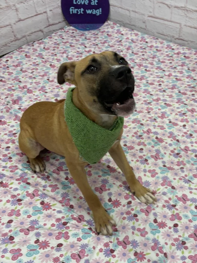 A young medium-sized male Mixed Breed dog named Mannish for adoption in Detroit, MI