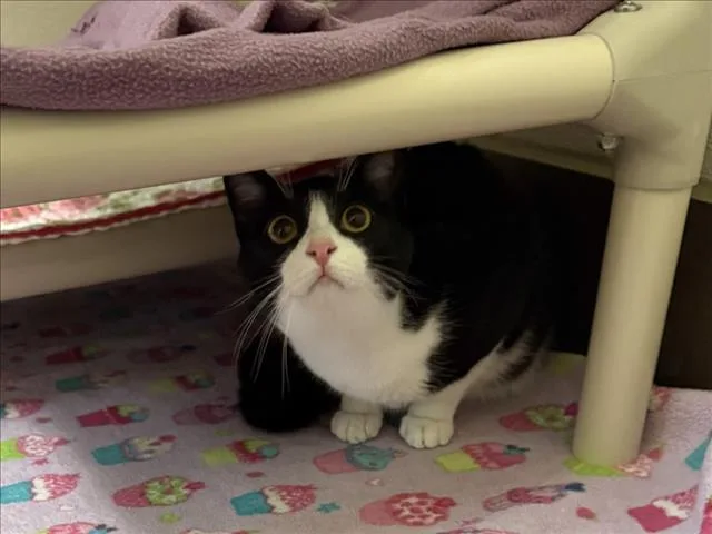 A young small-sized female Domestic Short Hair cat named Laney for adoption in Chapel Hill, NC