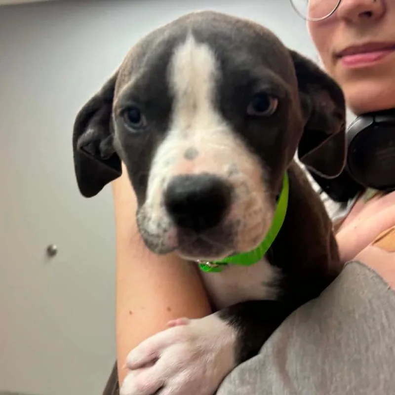 A baby small-sized female Gray / Blue / Silver Pit Bull Terrier dog named (Diamond) for adoption in Wichita, KS