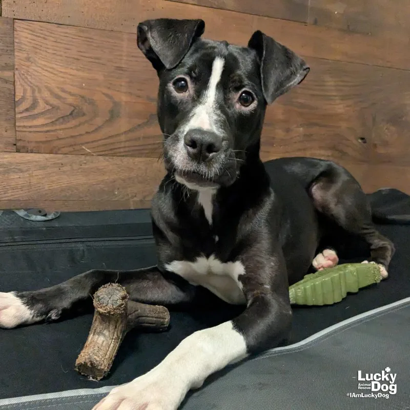 A baby medium-sized female Boxer dog named Raya for adoption in Washington, DC