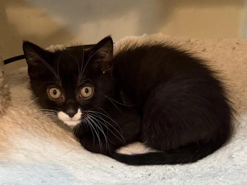 A baby medium-sized male Black & White / Tuxedo Domestic Short Hair cat named Jerry for adoption in East Hanover, NJ