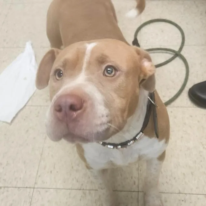 A young medium-sized female Brown / Chocolate Pit Bull Terrier dog named Ella for adoption in Mocksville, NC
