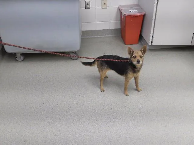 A senior small-sized female Yorkshire Terrier dog named Pinkie for adoption in Omaha, NE