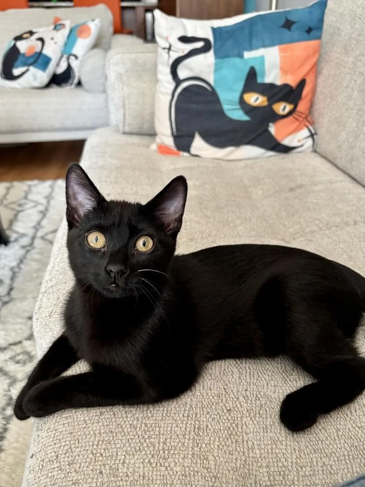 A baby small-sized female Domestic Short Hair cat named No Ketchup for adoption in Chicago, IL