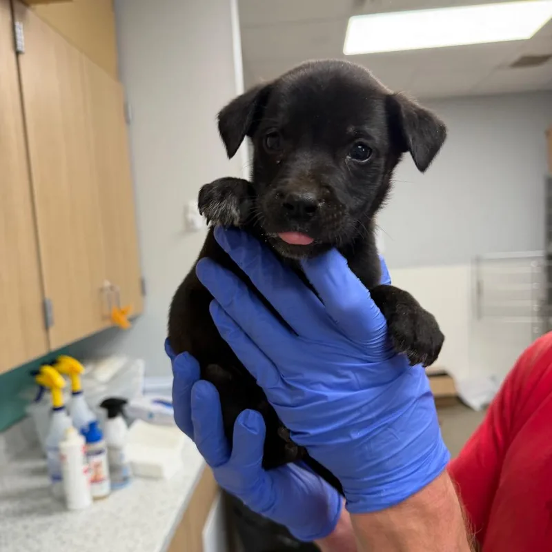 A baby small-sized male Black Terrier dog named Roux for adoption in Marshall, TX