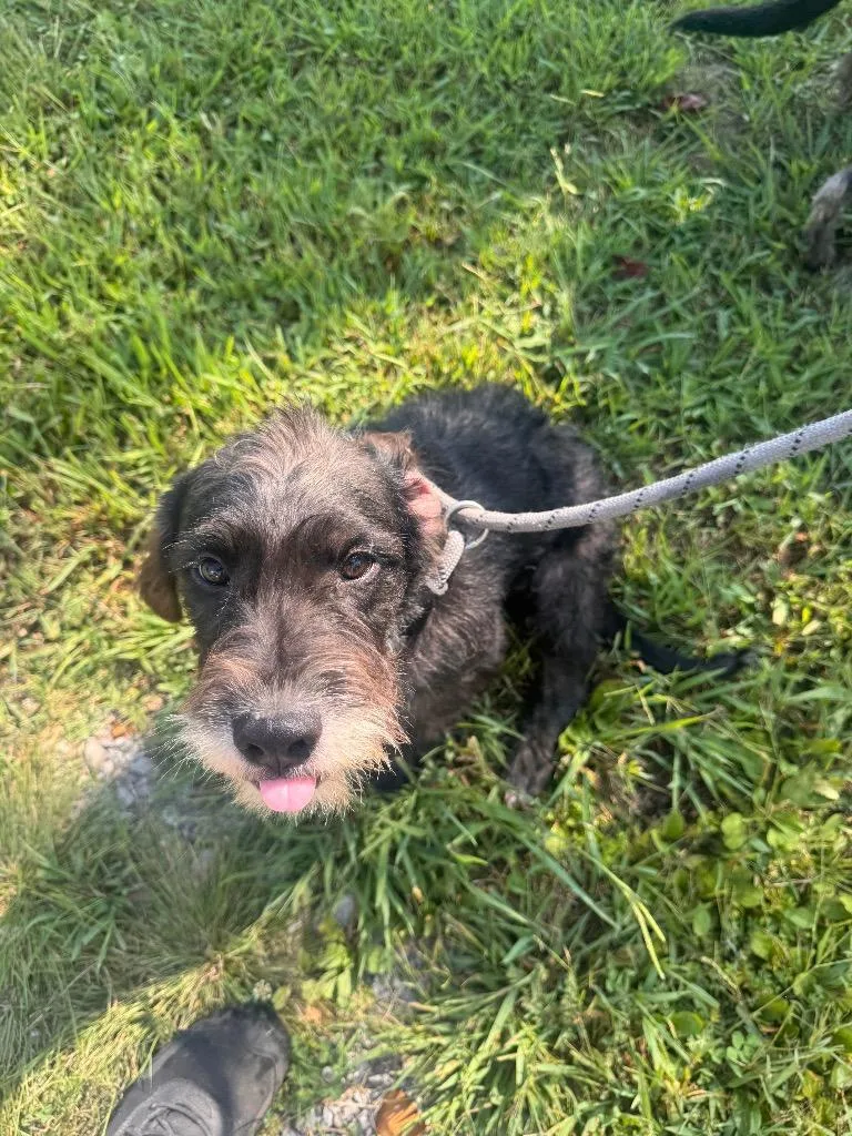 Rori