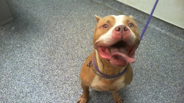 Emmitt