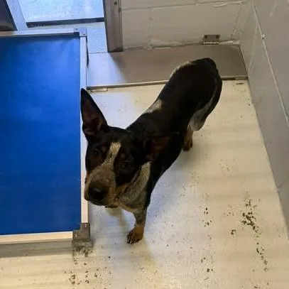 A young medium-sized female Black Australian Cattle Dog / Blue Heeler dog named Dixie for adoption in Bastrop, TX