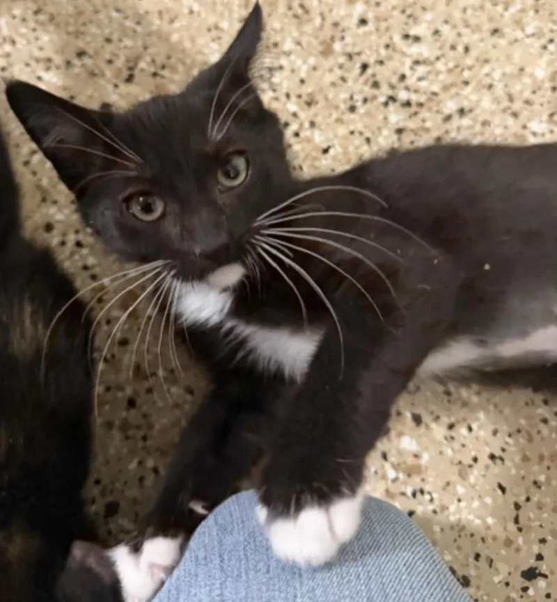 A baby small-sized female Black Tuxedo cat named Cannoli Delights for adoption in Chandler, AZ