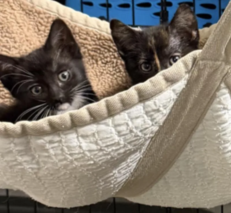 Cannoli Delights thumbnail 3