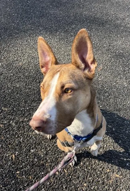 An adult large-sized female Mixed Breed dog named Pepper for adoption in Burlington, WA
