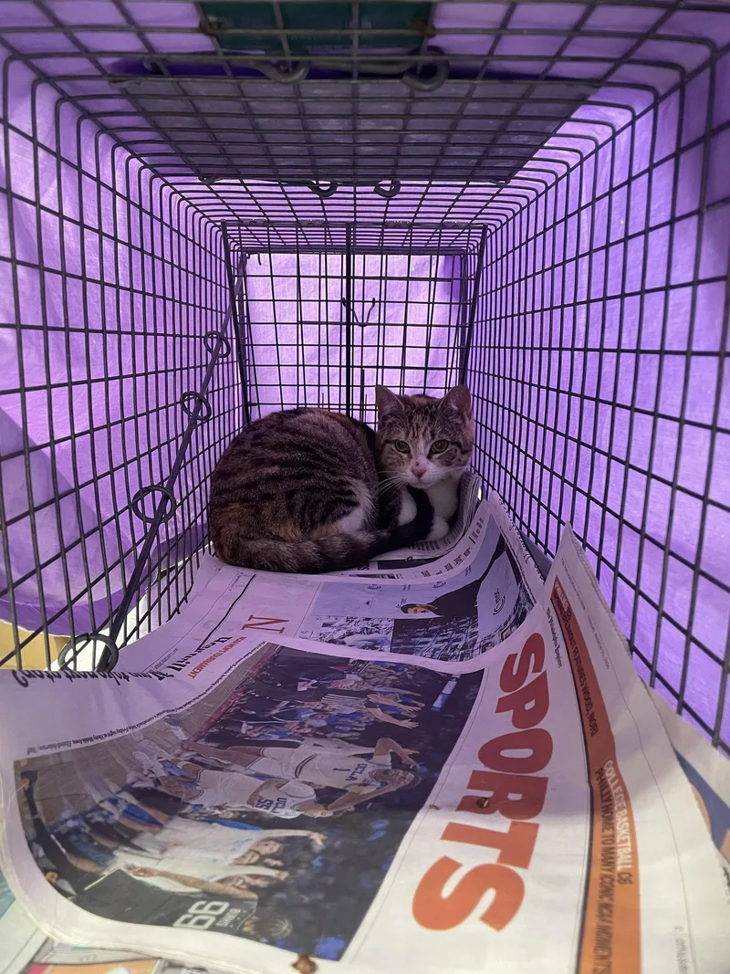 A young medium-sized female Domestic Short Hair cat named Corla for adoption in Trenton, NJ